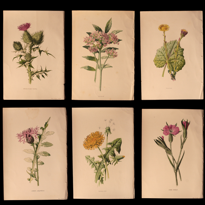 Antique Botanical Print From "Familiar Wild Flowers" - 1878 to 1884 - London