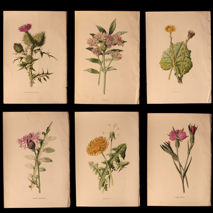 Antique Botanical Print From "Familiar Wild Flowers" - 1878 to 1884 - London