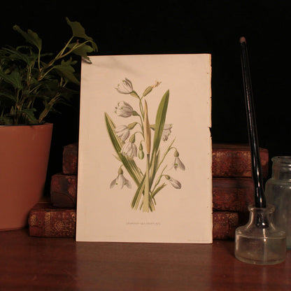 Antique Botanical Print From "Familiar Wild Flowers" - 1878 to 1884 - London
