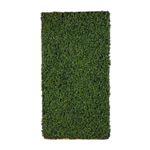 Indoor Boxwood Wall