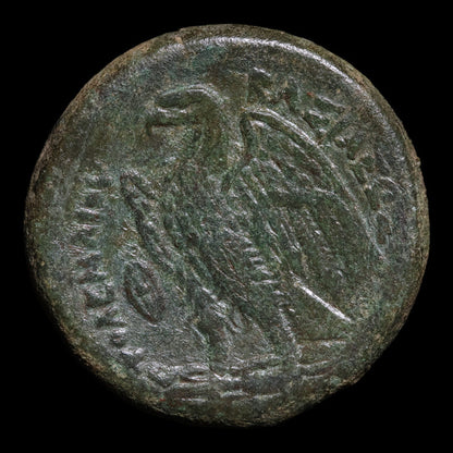 Ptolemaic Kingdom of Egypt, King Ptolemy II, AE Unit - 264 to 263 BCE - Ancient Egypt