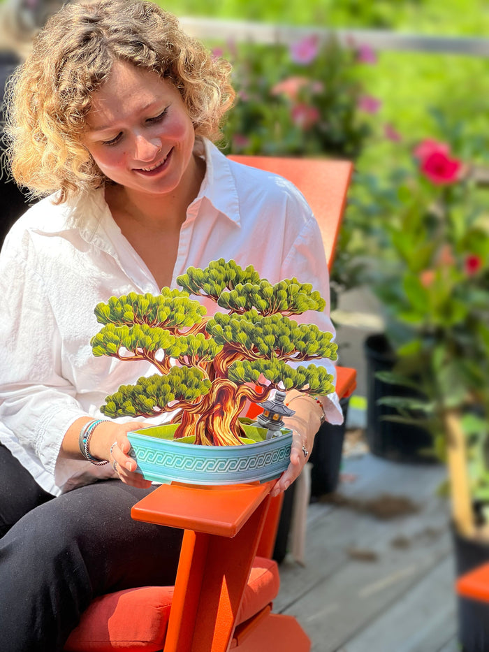 Wisdom Bonsai Pop-Up Houseplant